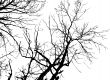 Tree Silhouette