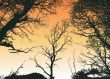 Tree Silhouette
