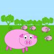 pig in a field