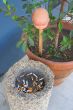 Smoker?s altar