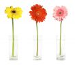 Three gerbers in vases