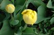 Yellow tulips