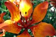 Tiger Lily