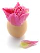Tulip and egg