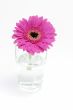Pink Flower