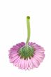 Pink flower