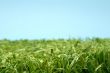 Grass and blue sky