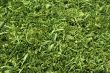 Meadow