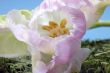 Tulip Close-up