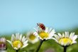 Ladybird