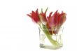 Red Tulip