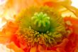 Poppy