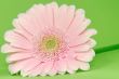 Pink Flower