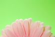 Pink flower