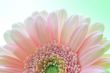 Soft Flower