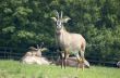Roan antelope