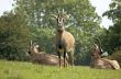 Roan antelope