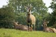 Roan antelope