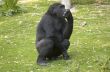 Lowland Gorilla