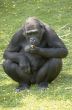 Lowland Gorilla
