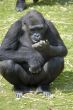 Lowland Gorilla