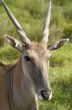 Eland antelope