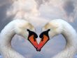 fauna