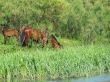 fauna