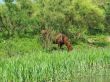 fauna