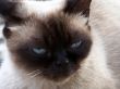 fauna