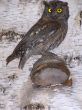 fauna