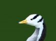 fauna