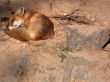 fauna