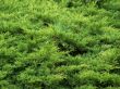 Plants.