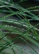 The Dew on herb.