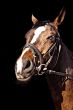 The horse