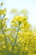 Canola / Brassica napus ssp. oleifera