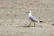 Gull on the beach