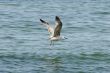 Gull on the beach