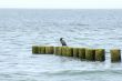 Phalacrocorax carbo