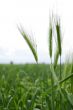 Green Grain