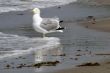 Gull on the beach