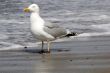 Gull on the beach