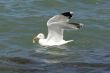 Gull on the beach