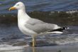 Gull on the beach