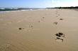 Footprint on the beach