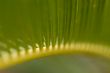 Green natural pattern.
