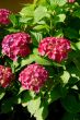 Hortensia V