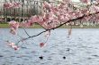 Japanese cherry tree
