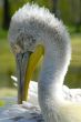 Pelican